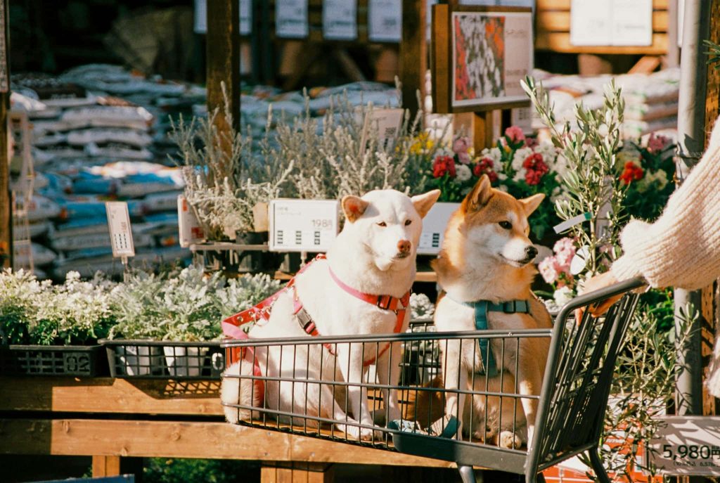 犬の散歩をする仕事