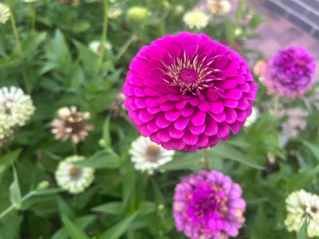 ダリア